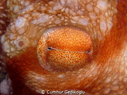 Octopus macropus
EYE by Cumhur Gedikoglu 